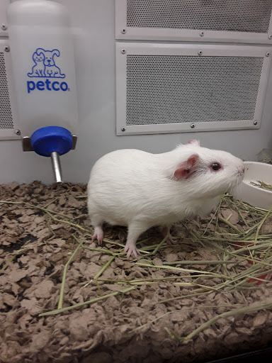 Pet Supply Store «Petco Animal Supplies», reviews and photos, 27111 167th Pl SE #113, Covington, WA 98042, USA