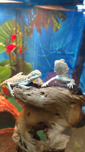 Pet Store «Rockstar Pets», reviews and photos, 215 N Main St, Tooele, UT 84074, USA