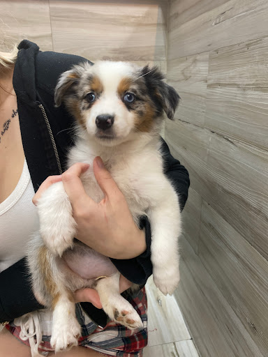 Pet Supply Store «Petland Dallas», reviews and photos, 11909 Preston Rd, Dallas, TX 75230, USA