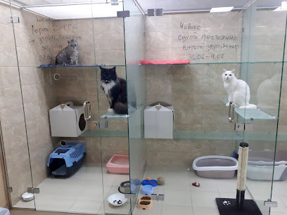Гостиница для кошек в Киеве «СКАЗКА»