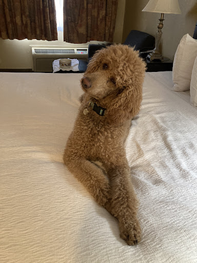 Pet Supply Store «PetSmart», reviews and photos, 4045 Dowlen Rd, Beaumont, TX 77706, USA