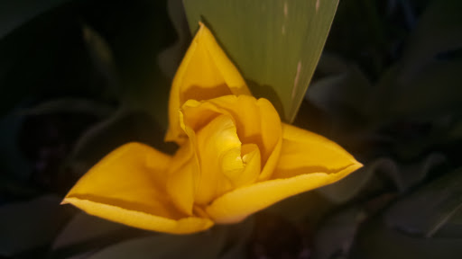 Grocery Store «Sunspot Natural Market», reviews and photos, 3717 S Reed Rd, Kokomo, IN 46902, USA