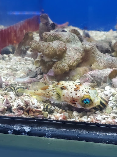 Tropical Fish Store «Fish Den Inc.», reviews and photos, 5055 W 44th Ave, Denver, CO 80212, USA