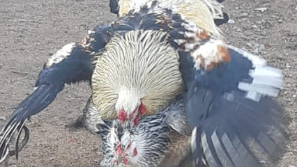 Criadero de aves La Campana de Olmue