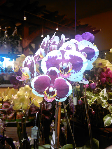 Grocery Store «Safeway», reviews and photos, 4990 River Rd N, Keizer, OR 97303, USA