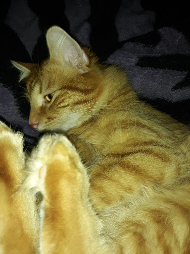 Pet Supply Store «PetSmart», reviews and photos, 2347 N Telegraph Rd, Monroe, MI 48162, USA