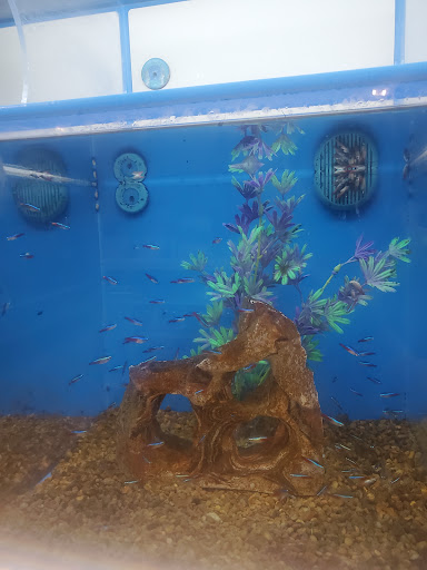 Pet Supply Store «PetSmart», reviews and photos, 1050 McKinley Pl Dr #30, San Marcos, TX 78666, USA