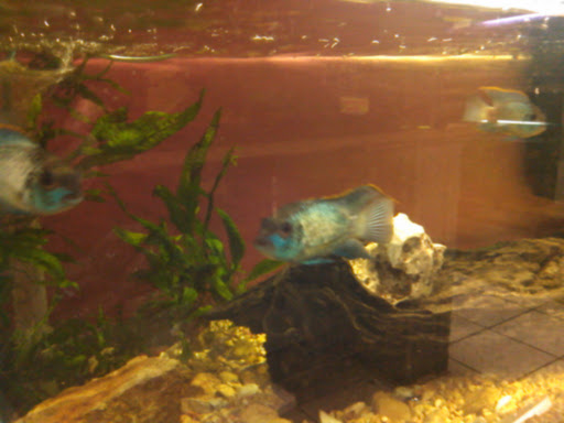 Tropical Fish Store «Age of Aquariums», reviews and photos, 118 N Cedar Ave, Cookeville, TN 38501, USA