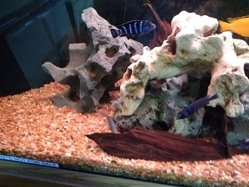 Pet Store «M V Pets», reviews and photos, 7429 S Westnedge Ave, Portage, MI 49002, USA