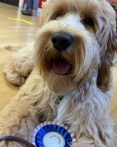 Comments and reviews of Pawsitive Puppy School