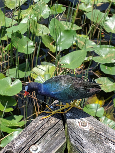 Community Center «Volunteer Park Community Center», reviews and photos, 12050 W Sunrise Blvd, Plantation, FL 33323, USA