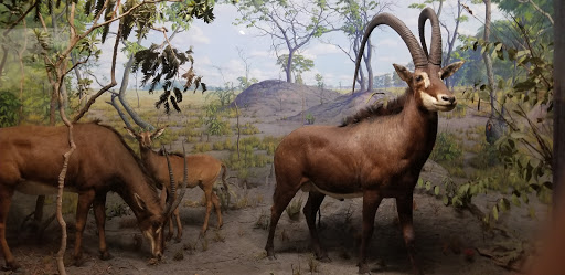 Museum «Delaware Agricultural Museum», reviews and photos, 866 N Dupont Hwy, Dover, DE 19901, USA