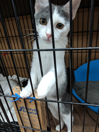 Pet Store «Pet Valu», reviews and photos, 2914 Chain Bridge Rd, Oakton, VA 22124, USA