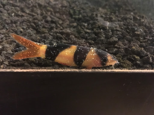 Pet Supply Store «Pet Supplies Plus», reviews and photos, 30450 Lakeshore Blvd, Willowick, OH 44095, USA