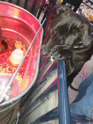 Department Store «Rural King», reviews and photos, 2960 E 10th St, Jeffersonville, IN 47130, USA