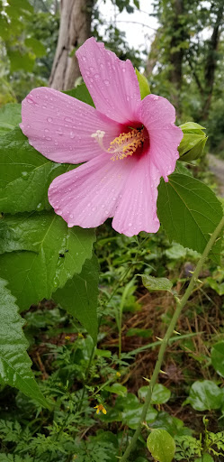 Nature Preserve «Benjamin Olewine III Nature Center», reviews and photos, 100 Wildwood Way, Harrisburg, PA 17110, USA