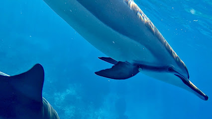Aloha Dolphin Tours