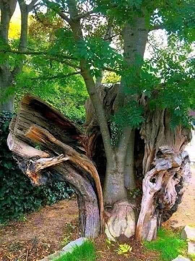 Optical Options, 4320 Pearl Rd, Cleveland, OH 44109, USA, 