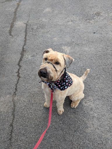 The Muddy Dog Grooming Salon