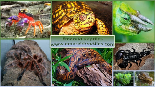 Emerald Reptiles