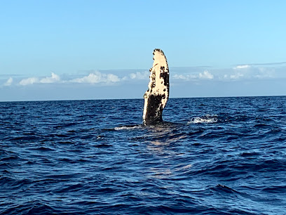 Hawaii Ocean Rafting Whale Watch and Snorkel
