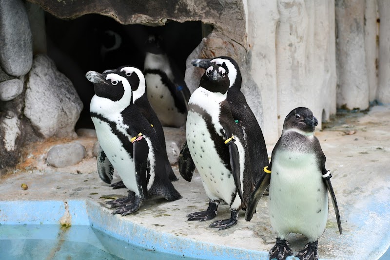 ケープぺンギン 上野動物園