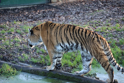 Safari Air Park à Thoiry