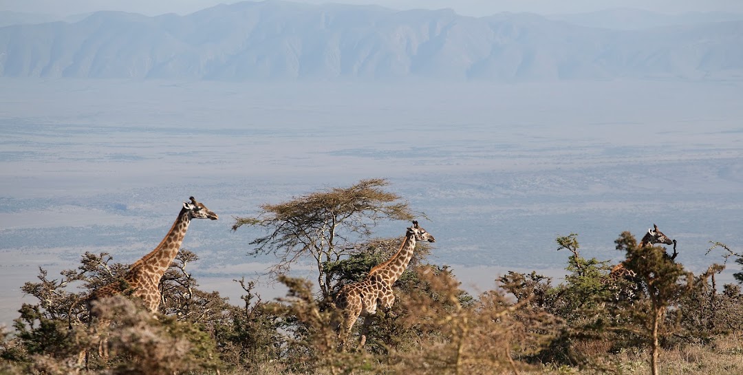 Safari & Trekking Africa