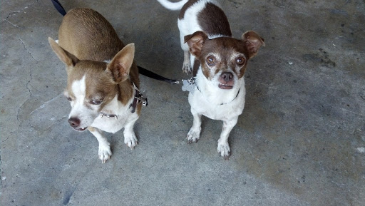 Pet Supply Store «Petco Animal Supplies», reviews and photos, 12601 Towne Center Dr, Cerritos, CA 90703, USA