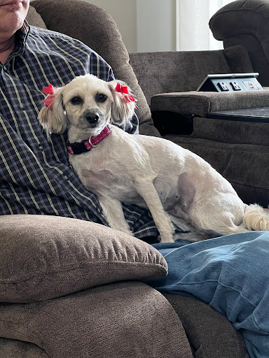 Katrina's Pampered Pooch