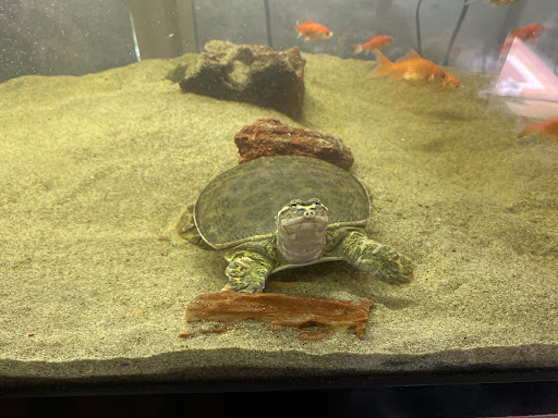 Pet Supply Store «College Greens Pet Center», reviews and photos, 3311 Julliard Dr # A, Sacramento, CA 95826, USA