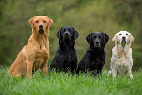 Gloucestershire Gundogs | Gundog Training