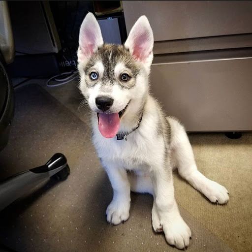 Animal Rescue Service «Motley Zoo Animal Rescue», reviews and photos, 16715 Cleveland St A, Redmond, WA 98052, USA