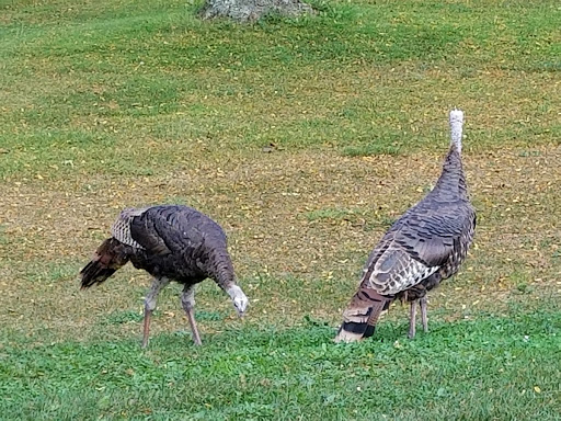 Public Golf Course «Greenfield Golf Course», reviews and photos, 12035 W Greenfield Ave, Milwaukee, WI 53214, USA