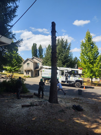 Tree service Salem