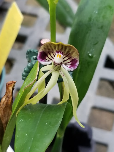 Florist «Little Brook Orchids», reviews and photos, 25 Rider Ave, Lancaster, PA 17603, USA