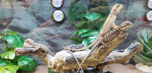 Pet Supply Store «Petco Animal Supplies», reviews and photos, 1401 E Spring Valley Rd, Richardson, TX 75081, USA