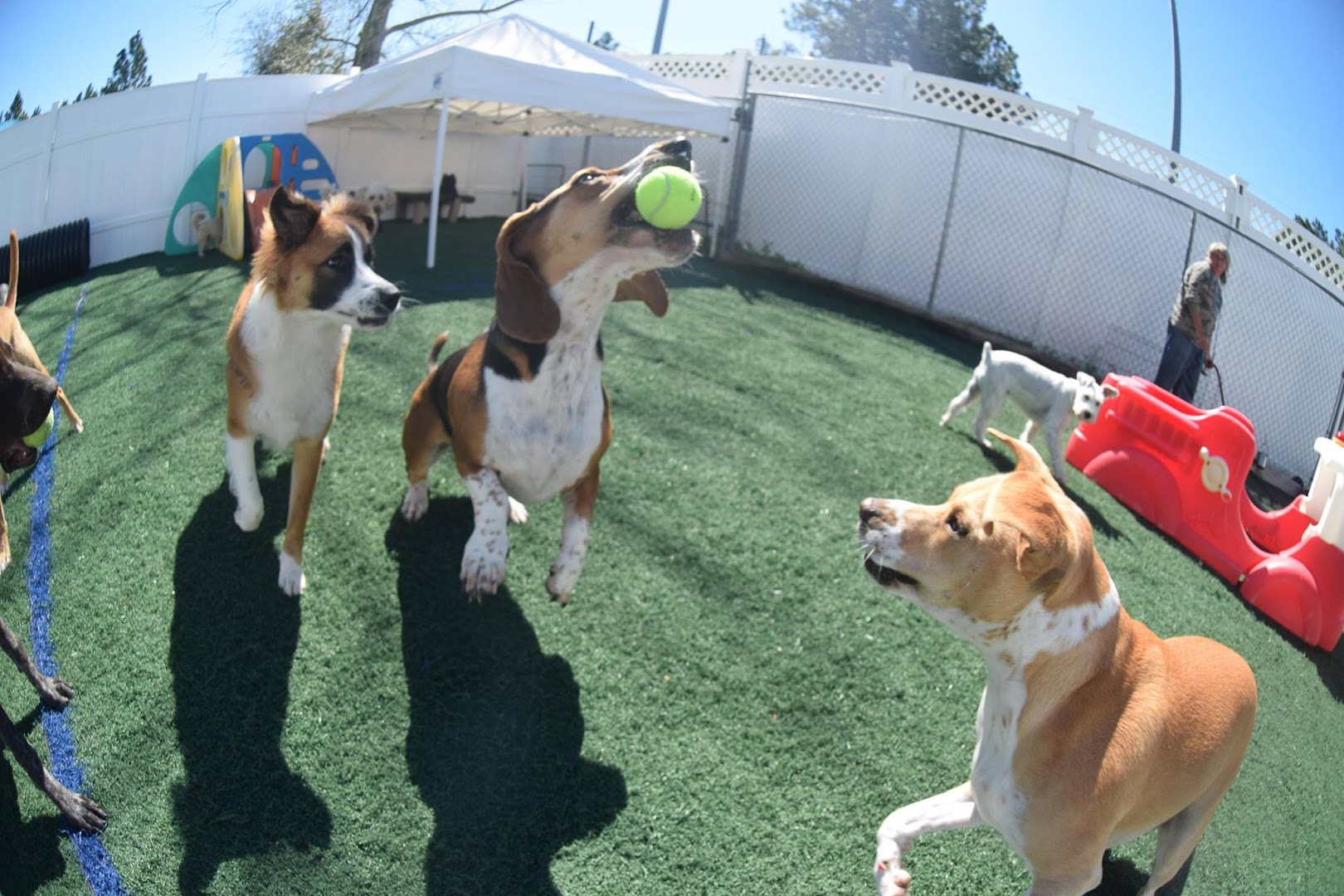 Dagny & Dexter's Doggie Daycare