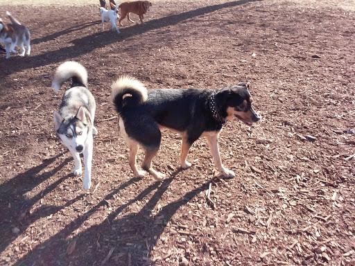 Dog Park «St. Anthony Parkway Off-Lease Dog Park», reviews and photos, 700 St Anthony Pkwy, Minneapolis, MN 55418, USA