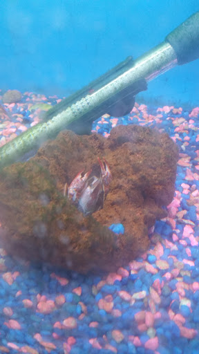 Pet Supply Store «Pet Club San Mateo», reviews and photos, 1850 S Norfolk St, San Mateo, CA 94403, USA