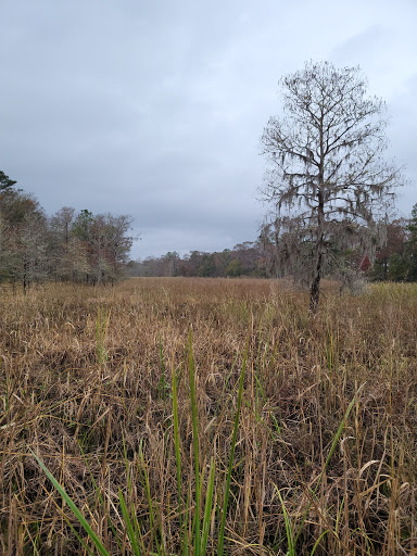 National Forest «Francis Marion National Forest», reviews and photos, 2967 Steed Creek Rd, Huger, SC 29450, USA