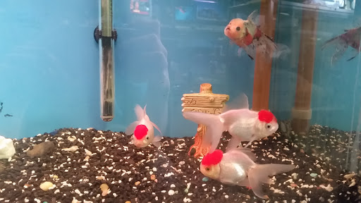 Tropical Fish Store «Golden Fish Aquariums», reviews and photos, 7145 W Colfax Ave, Lakewood, CO 80214, USA