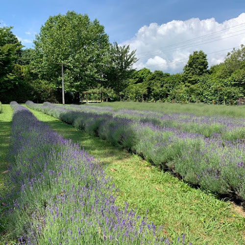 Reviews of Lavender Backyard Garden in Hamilton - Museum