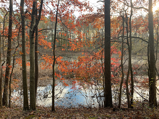 Park «Blue Heron Park Nature Center», reviews and photos, 222 Poillon Ave, Staten Island, NY 10312, USA