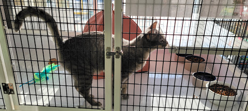 Pet Supply Store «Unleashed the Dog & Cat Store», reviews and photos, 7414 Creedmoor Rd, Raleigh, NC 27613, USA