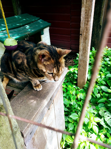 Zoo «Tri-State Zoological Park», reviews and photos, 10105 Cottage Inn Ln NE, Cumberland, MD 21502, USA