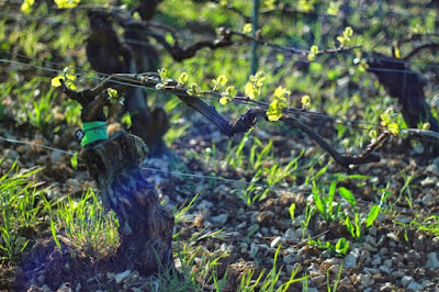 Le Domaine d'Henri à Chablis