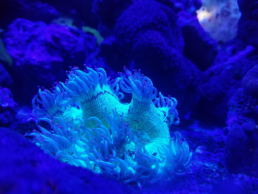 Aquarium «Jays Aquatics», reviews and photos, 10 Lawrence Rd, Salem, NH 03079, USA