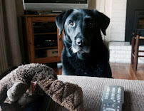 Jan the Dog Nanny - Photo 4 - Car repair in Santa Cruz, CA, Santa Cruz