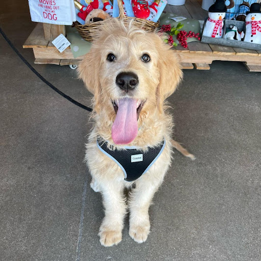 Pet Store «Shop Dog Boutique», reviews and photos, 5015 S Western Ave, Sioux Falls, SD 57108, USA